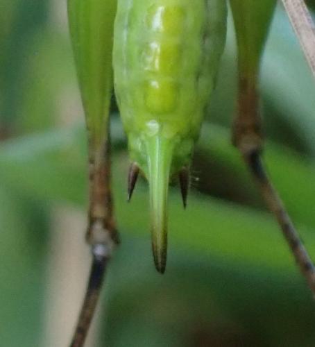 Réf. 326 365 : Platycleis albopunctata